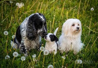 Cuccioli maschi due mesi