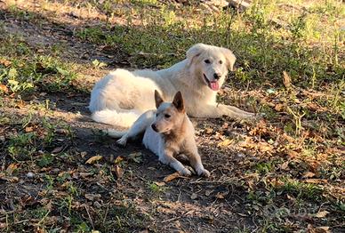 Australian Cattledog 