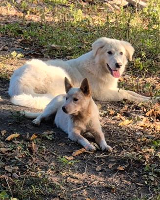 Australian Cattledog 