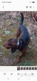 Appendice Dachsbracke