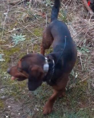 Appendice Dachsbracke