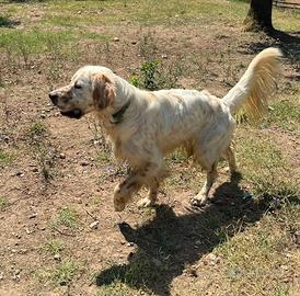 Setter puro in adozione