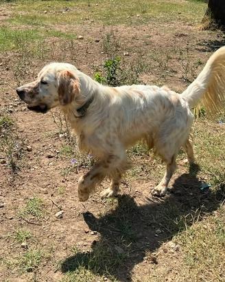 Setter puro in adozione
