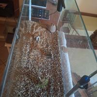 acquario 