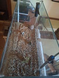 acquario 