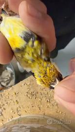 Cardellino nostrano giallo 2025