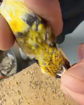 Cardellino nostrano giallo 2025