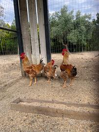 Gallo