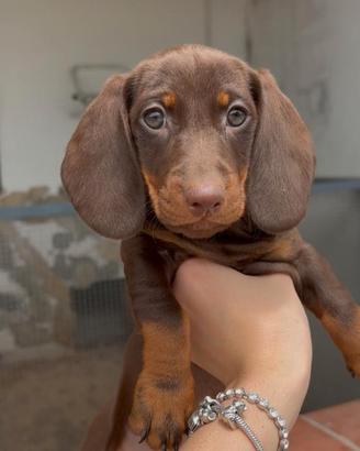 Bassotto Cioccolato Salerno