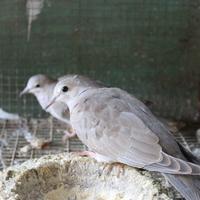 Tortore bianche tortore pezzate tortore grigie dal