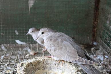 Tortore bianche tortore pezzate tortore grigie dal