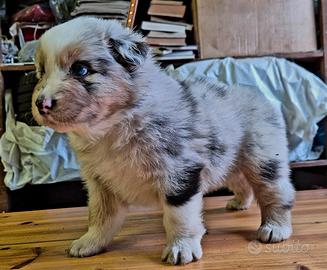 Cucciolo pastore australiano