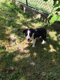 Cuccioli di Border Collie