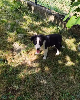 Cuccioli di Border Collie