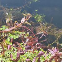  Microsorum,Rotala etc piante ossigenanti acquario