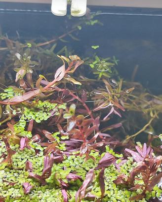  Microsorum,Rotala etc piante ossigenanti acquario