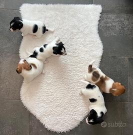 Jack Russell Terrier - Maschi e Femmine Pedigree