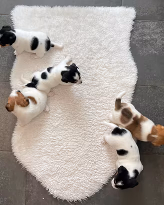 Jack Russell Terrier - Maschi e Femmine Pedigree