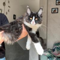 Cucciolo di Maine Coon