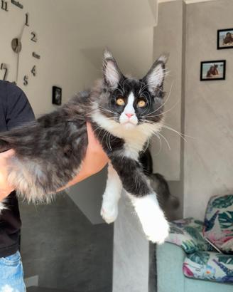 Cucciolo di Maine Coon