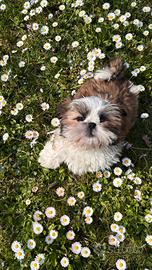 Shih-tzu maschio per accoppiamento