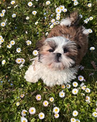 Shih-tzu maschio per accoppiamento