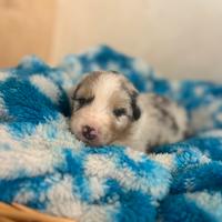 Cuccioli pastore australiano