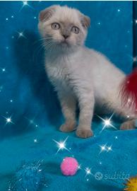 Gattina scottish fold blupoint