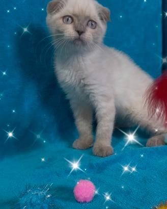 Gattina scottish fold blupoint