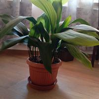 pianta da appartamento