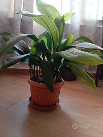 pianta da appartamento