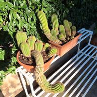 cactus colonnari 2 vasi
