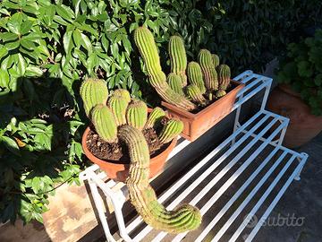 cactus colonnari 2 vasi