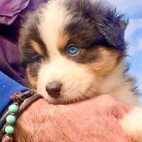 Pastore Australiano Australian Shepherd femmina
