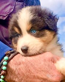 Pastore Australiano Australian Shepherd femmina