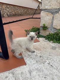 Splendidi gattini