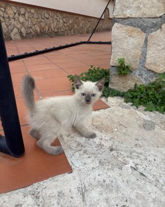 Splendidi gattini