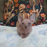 Gatto sphynx