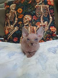 Gatto sphynx