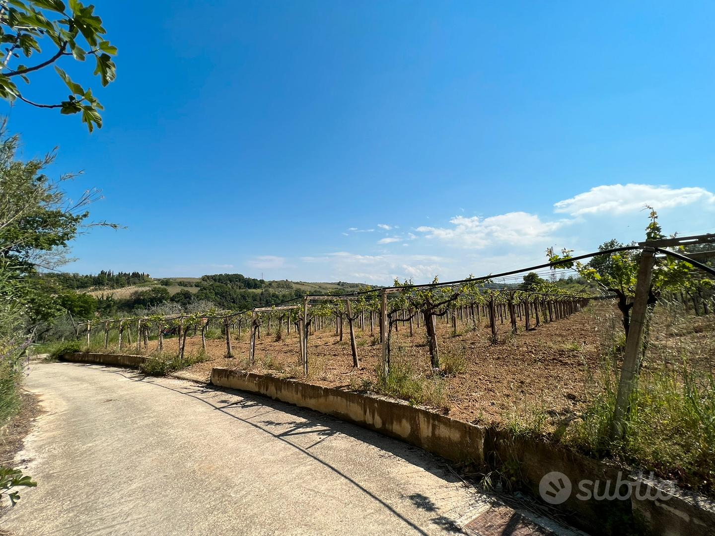 1 ettaro di terreno con vigneto DOC e uliveto - Vista 2