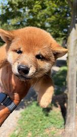 Shiba Inu rosso o sesamo cuccioli