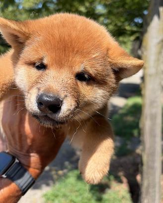 Shiba Inu rosso o sesamo cuccioli