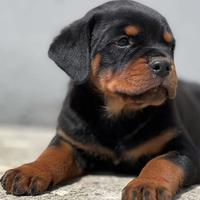 Cucciolo Rottweiler