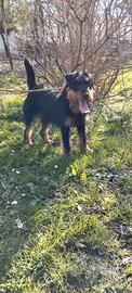 Jagd terrier maschio per monta