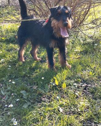 Jagd terrier maschio per monta