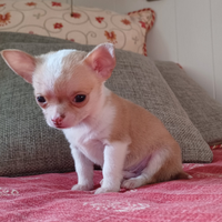 Chihuahua cucciolo mini