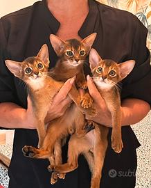 Abissini cuccioli