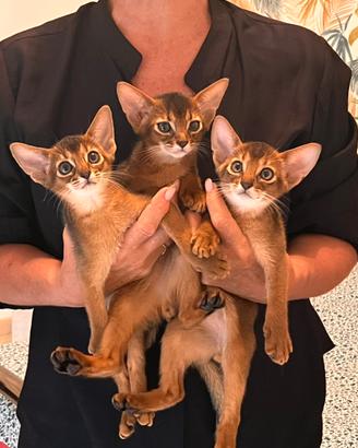 Abissini cuccioli