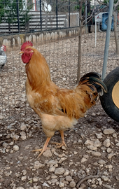 Gallo Robusta Lionata