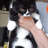 Munchkin gatto bassotto